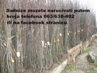 Vocne i lozne sadnice, paulovnija - rasadnik MEDVEDJANAC