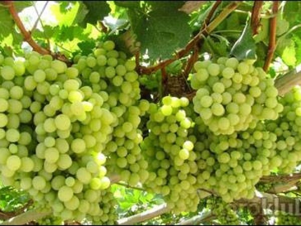 GROŽĐE - ZELENI SILVANAC, MUŠKAT ŽUTI, RAJNSKI RIZLING, CHARDONNAY, CRNI MERLOT - VRHUNSKO