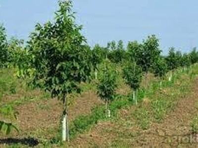 Ponuda sadnica ORAHA za jesen 2017/proleće 2018 god