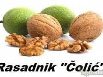 Ponuda sadnica ORAHA za jesen 2017/proleće 2018 god