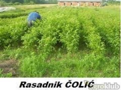 Ponuda sadnica ORAHA za jesen 2017/proleće 2018 god