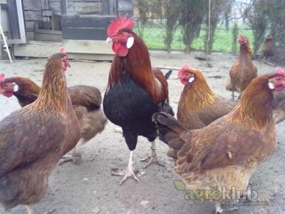 OPG Jakov Vrkljan   prima naruđbe za piliće Hrvatice