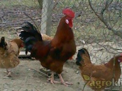 OPG Jakov Vrkljan   prima naruđbe za piliće Hrvatice