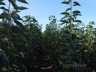 KVALITETNE SERTIFIKOVANE VOĆNE SADNICE