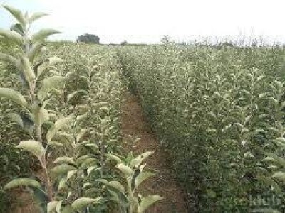 KVALITETNE SERTIFIKOVANE VOĆNE SADNICE