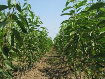 KVALITETNE SERTIFIKOVANE VOĆNE SADNICE