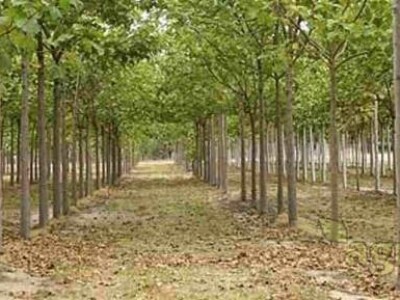 PAULOVNIJA (pavlovo drvo) sadncie