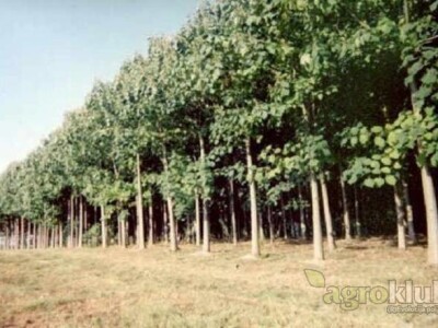 PAULOVNIJA (pavlovo drvo) sadncie