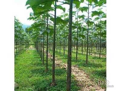 PAULOVNIJA (pavlovo drvo) sadncie