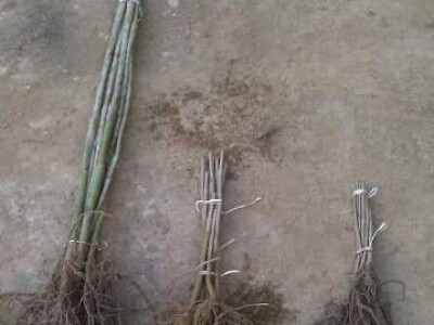 PAULOVNIJA (pavlovo drvo) sadncie