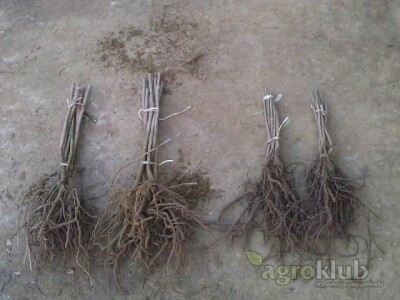 PAULOVNIJA (pavlovo drvo) sadncie