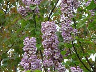 PAULOVNIJA (pavlovo drvo) sadncie