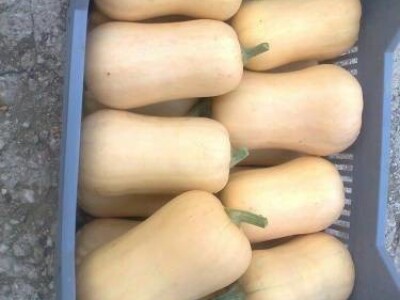 Butternut muškatna tikva