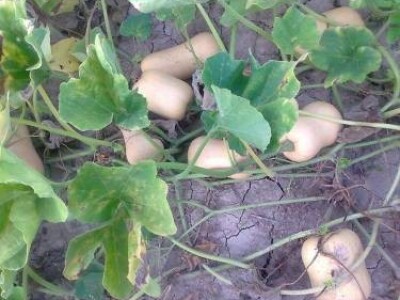 Butternut muškatna tikva