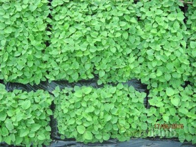 PAULOVNIJA - jednogodisnje sadnice