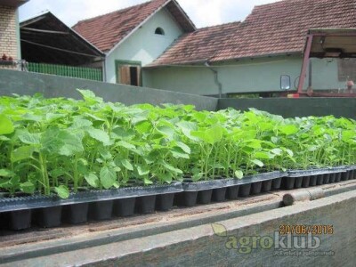 PAULOVNIJA - jednogodisnje sadnice