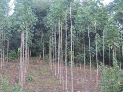 PAULOVNIJA - jednogodisnje sadnice