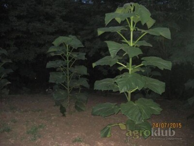 PAULOVNIJA - jednogodisnje sadnice