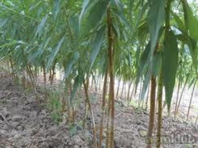 KVALITETNE VOĆNE SADNICE