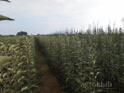 KVALITETNE VOĆNE SADNICE