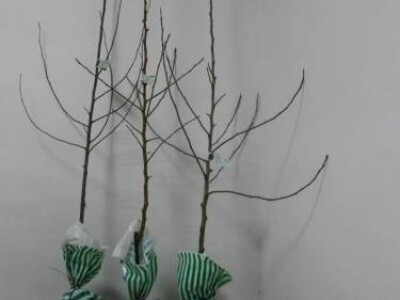 KVALITETNE VOĆNE SADNICE