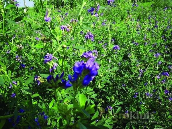 Sjeme Krmnog bilja, Lucerna OS 66