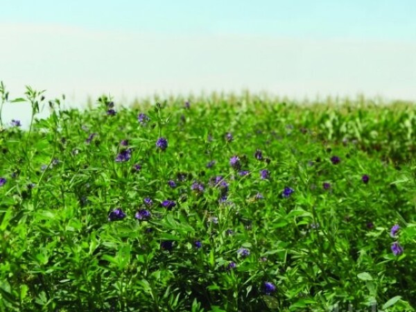 Sjeme Krmnog bilja, Lucerna OS 88