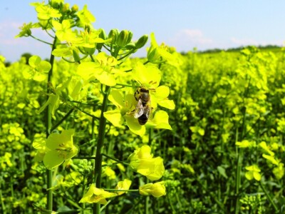 DK Expower uljana repica