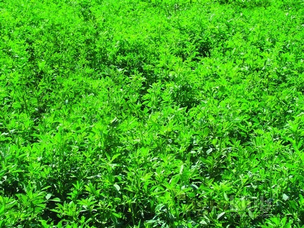 Sjeme Krmnog bilja, Lucerna OS 99