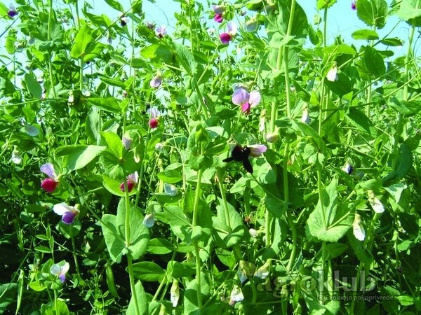 Sjeme Krmnog bilja, ozimi grašak Osječki zeleni