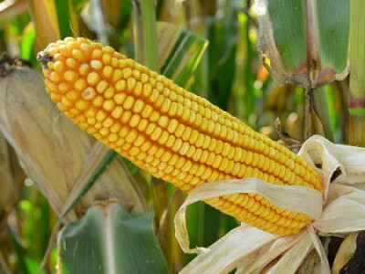 DKC5276 hibrid kukuruza