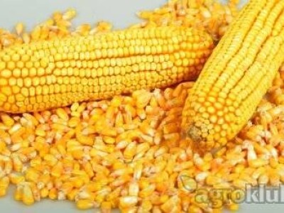 DKC5276 hibrid kukuruza