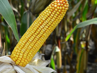 DKC4717 hibrid kukuruza