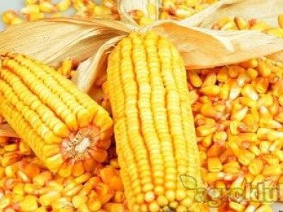 DKC4717 hibrid kukuruza