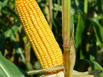 DKC5632 hibrid kukuruza