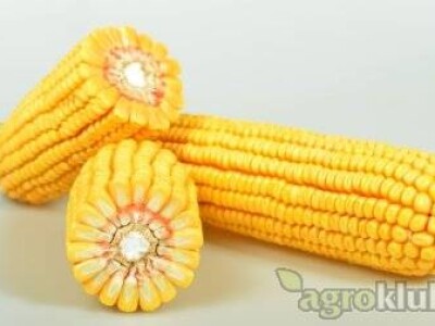 DKC5632 hibrid kukuruza