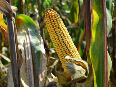 DKC3623 hibrid kukuruza