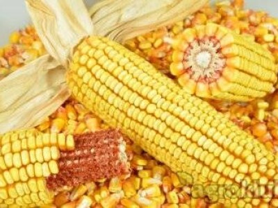 DKC3623 hibrid kukuruza