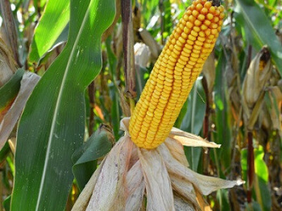 DKC4590 hibrid kukuruza