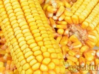 DKC4590 hibrid kukuruza