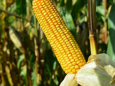 DKC4608 hibrid kukuruza