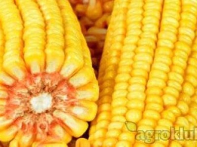 DKC4608 hibrid kukuruza