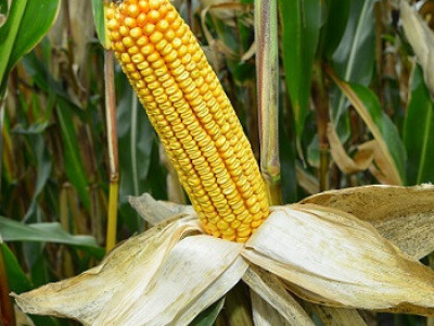 DKC4795 hibrid kukuruza