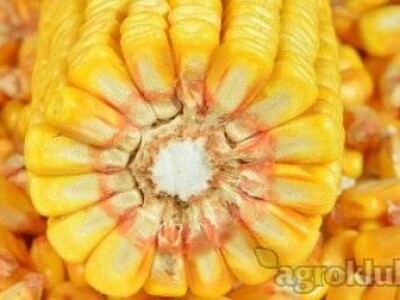 DKC4795 hibrid kukuruza