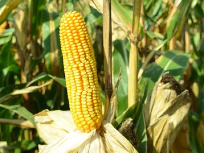 DKC5007 hibrid kukuruza