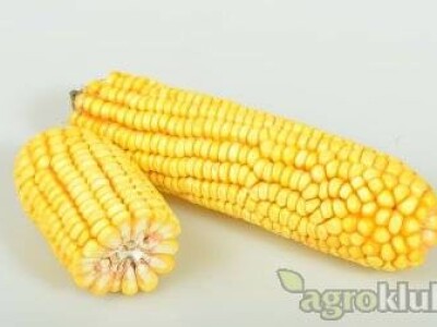 DKC5007 hibrid kukuruza