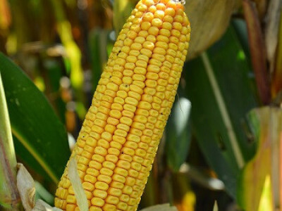 DKC5222 hibrid kukuruza