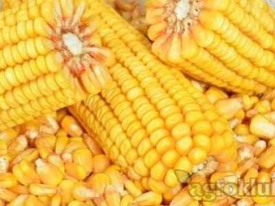 DKC5222 hibrid kukuruza