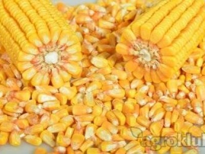 DKC6101 hibrid kukuruza