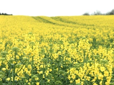 Excalibur uljana repica